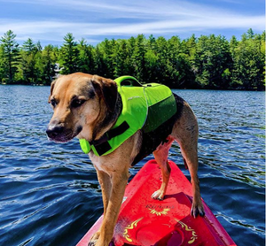 astral dog life jacket