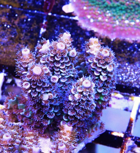 Metallic Silver Milli Acropora Frag Zoanthids SPS LPS Corals, 3/4 Inch
