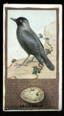 Tabakkarte, Godfrey Phillips, BRITISH BIRDS & THEIR EGGS, 1936, Jackdaw, #33
