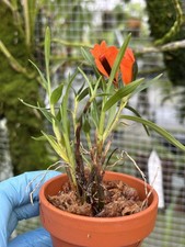 Dendrobium vexillarius orange miniature orchid species in bloom