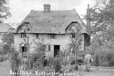 mrr-71 Broadleys with Donkey, Widdington nr Newport, Essex. Foto