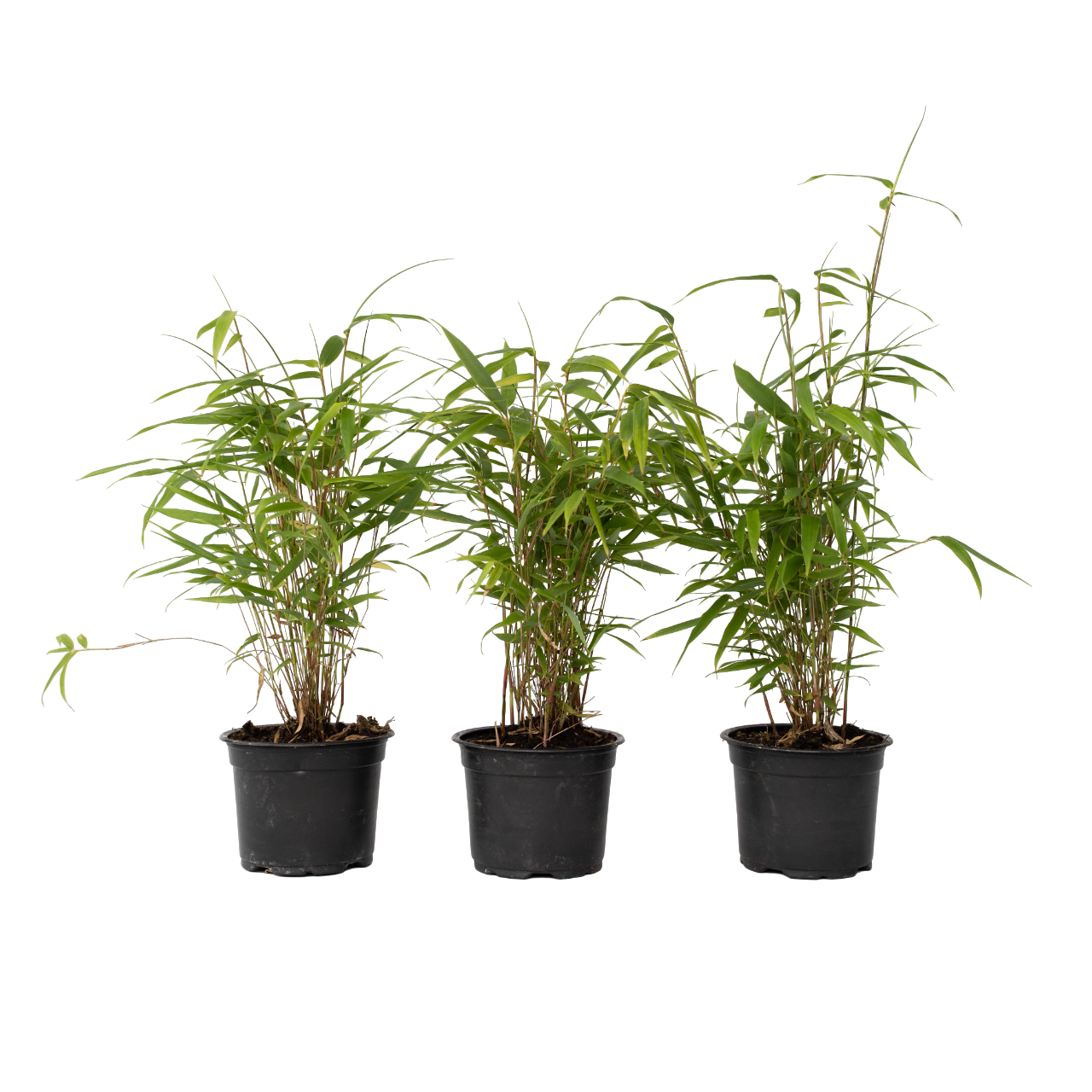 Cespugli di bambù - 6 Pezzi - Fargesia papyrifera 'Grex' - a30-40cm - ⌀13cm