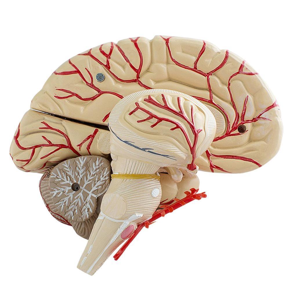 How To Make A Brain Model Using 3D Printing To Create Personalized