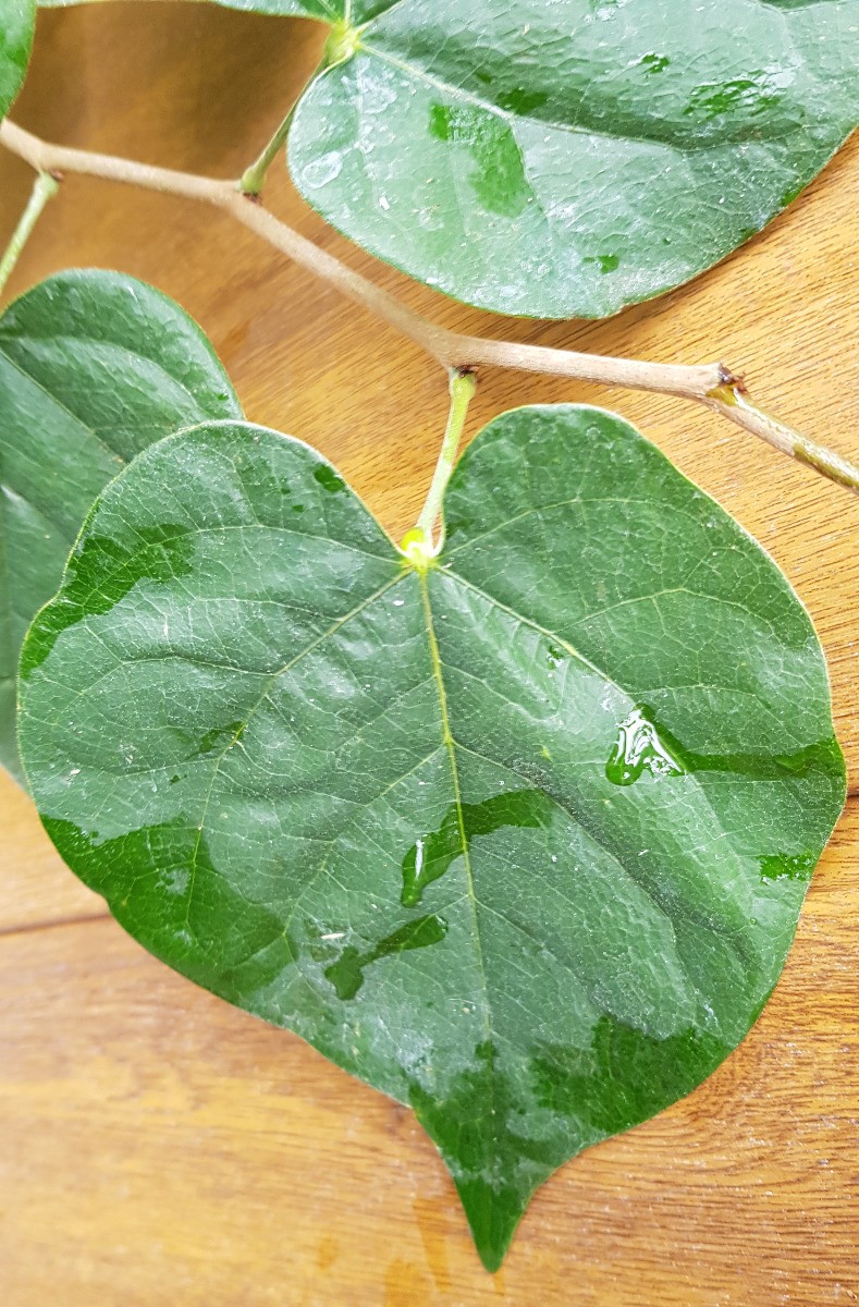 Cercis glabra Gainier de Chine arbre d'ornement facile pour petit jardin