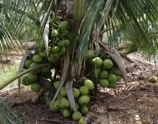 Dwarf Puerto Rican Organic Coconut seeds sprouted