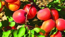 Graines D' Abricotiers Tardifs de culture bio pour régions froides 