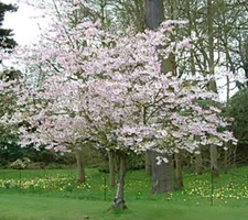 Higan Cherry, Prunus subhirtella, Tree Seeds