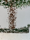 Original Art for Sale by Artist “Gum Tree Ball” Signed  — photo 8