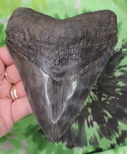 Megalodon Sharks Tooth 5 5/8