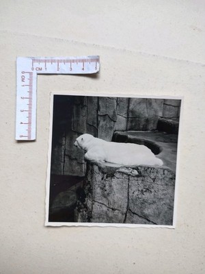   Alte Fotografie Foto 1950er Jahre Zoo Gehege Eisbär