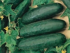 Marketmore #76 Cucumber Seed - Heirloom Garden Vegetable Seeds (1.0gr to 5.0gr)