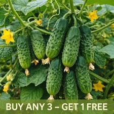 Cucumber Seeds 50 | Piccolo di Parigi | French heirloom