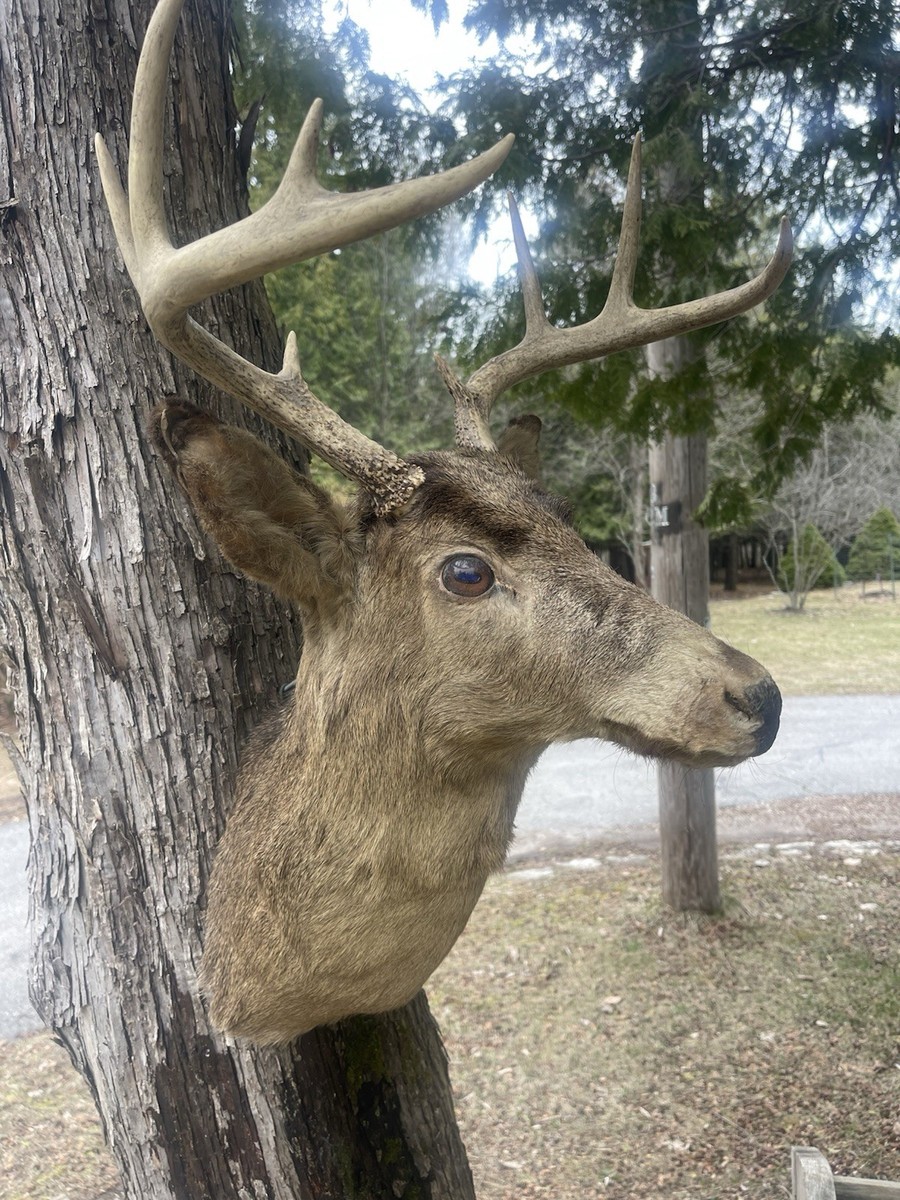 Antique 1950s 9pt Whitetail Head Mount Antler Deer Taxidermy Man