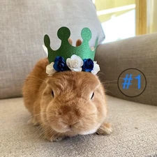 Rabbit Crown Dog Crown Cat Crown Small Pet Crown Party Hat Birthday Crown Pet 