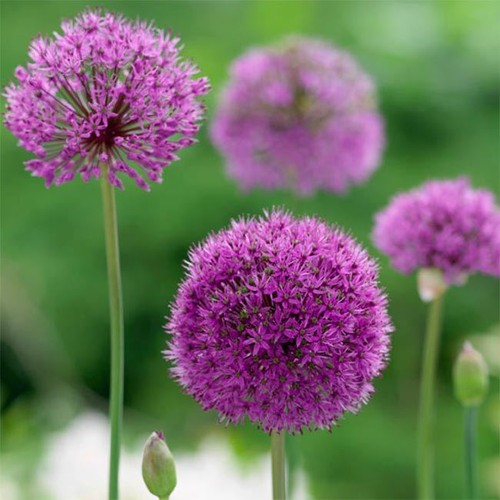 3 BULBES ALLIUM POURPRE SENSATION CORM CULTURE AUTOMNE JARDINAGE