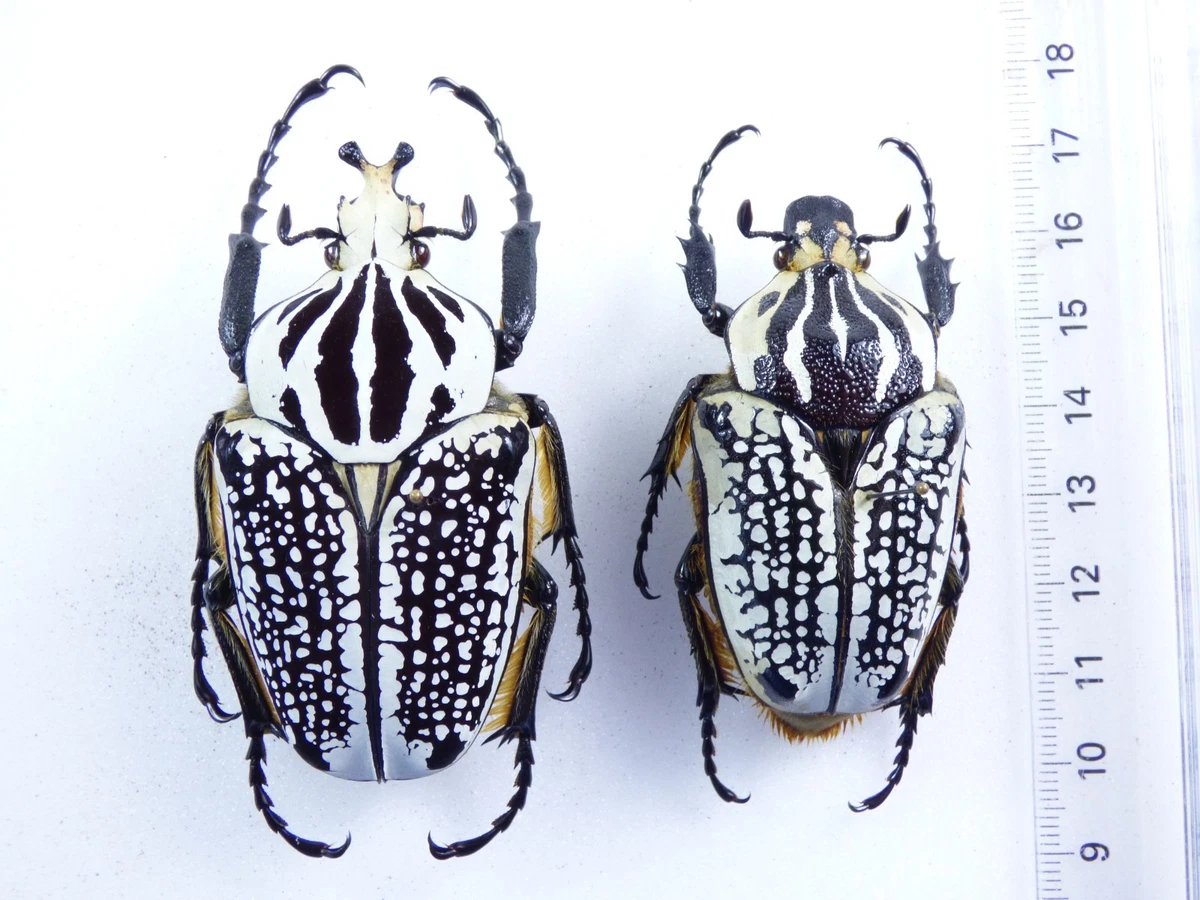 Goliathus Beetle for sale | eBay
