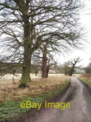 Photo 6x4 Old oaks by the track Coneysthorpe There are many fine oak ...
