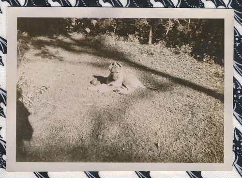 Snapshot Vintage Small Photo Cute German Shepard Puppy Dog Yard Ball Pet Animal - Picture 3 of 6