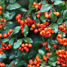 Pyracantha Hardy Shrub Evergreen Garden Plant 'Orange Glow' 1 or