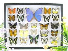 Real preserved beautiful butterflies in 3D showcase XXL - unique piece  - art 07