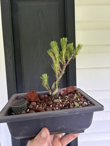Japanese Black Pine Bonsai Tree in 9inch Training pot Evergreen Gift #114 - Picture 17 of 23