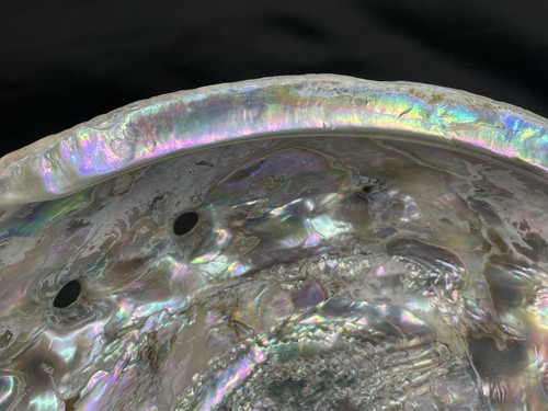 Große 8,25" natürliche Abalone Schale - Bild 15 von 19