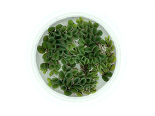 Asian Watermoss, Salvinia cucullata, Live Aquarium/Aquatic/Floating Plant