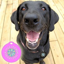 Pet Power Tagz Negative Ions with Flea and Tick Protection