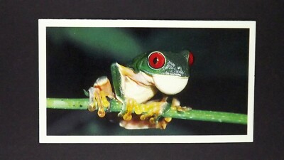 1 x Grandee Zigarrenkarte Verschwindender Regenwald Rotäugiger Baumfrosch ± Nr19   Q30