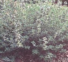 Herb Seeds - Thyme Summer Seeds