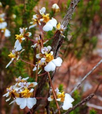 Tolumnia Bahamensis " Rare Florida Native Orchid"