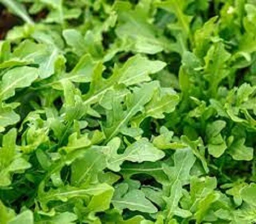 RUNWAY ROCKET SEEDS Home Vegetable Garden ARUGULA SEEDS