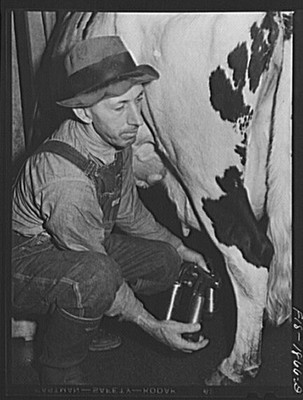 Photo:San Leandro California John Oliveira Dairy Farmer Milking Cow 1900s