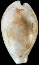 Pliocene Cypraea (Zonaria) porcellus Rara Gastropoda Pietrafitta 3226