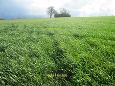 Photo 12x8 Field near to Chambers Manor Farm Epping  c2019