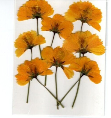 ECHTE GEPRESSTE BLUMEN 8 GELBE KOSMOS IDEAL ZUM KARTENBASTELN UND BLUMENBASTELN