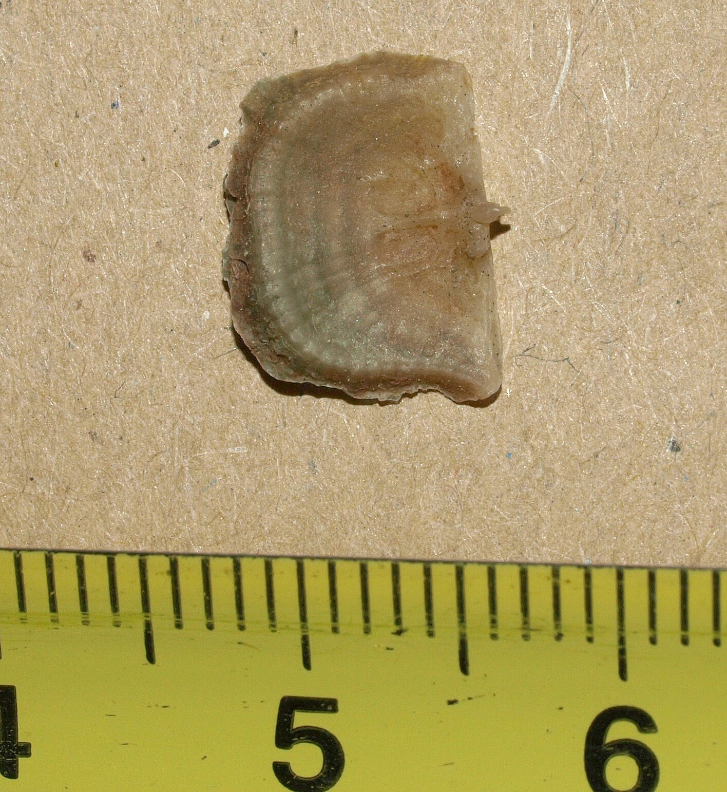 Picture 5 of 11