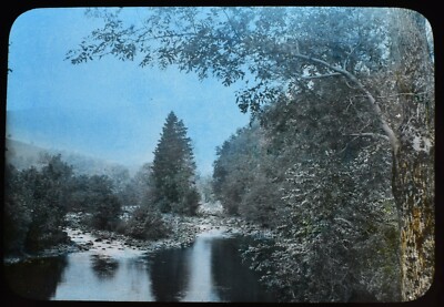 ANTIKES GETÖNTES magisches Laternendia BÄUME UM DEN SEE UM 1910 FOTO NATUR STUDIE