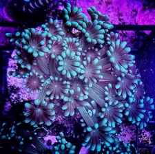Mint Green Alveopora Coral Frags Aquacultured Free Shipping!
