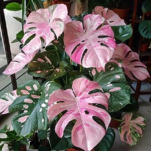 monstera sp velvet peru Monstera sp. 'NOID Velvet' | Plants