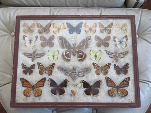 Framed Collection Vintage PRESERVED Real BUTTERFLIES MOTHS in  Shadow Box