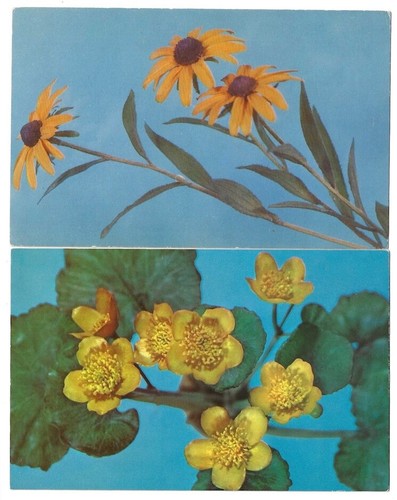 Harvard University Botanical Museum lot of 8 Ware Collection, Glass Plant Models - Picture 3 of 3
