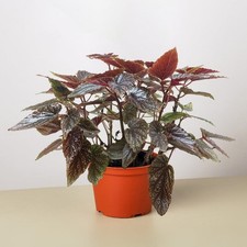 Begonia 'Corallina' 6" Pot