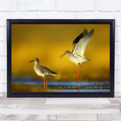 Vogel Natur Wildtiere Wildtiere Vögel Tier Bokeh Tanz mit Wandbilddruck