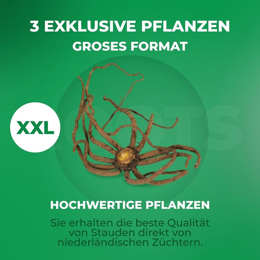 Bild 5 von 8