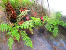 10litre size TREE FERN - Dicksonia antarctica - UK grown
