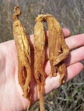 Organic Red Panax Ginseng Roots | 6 Years Old, Organic Certified, Premium Roots 