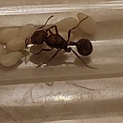 Unknown species queen ant with brood
