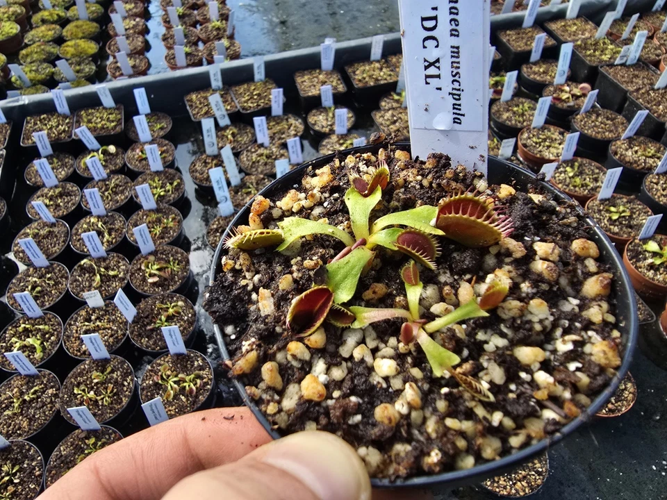Dionaea muscipula 'DCXL' , fleischfressende Pflanzen, Venusfliegenfalle - Bild 1 von 1