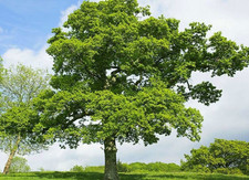 Oak saplings. Quercus Robur.  3 Cell Grown Pedunculate Oaks.  30cm.
